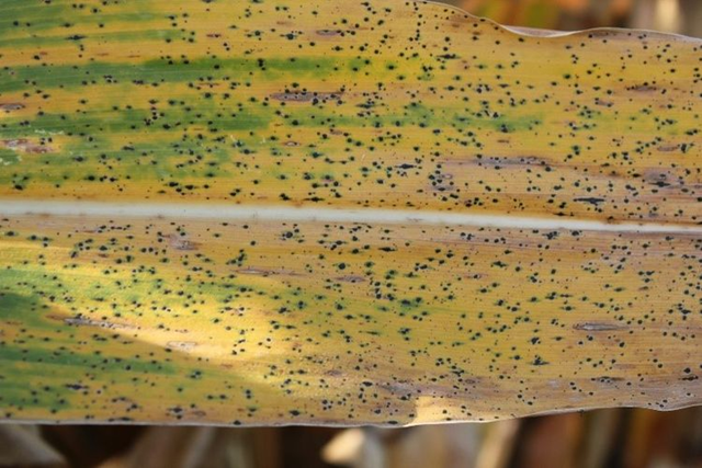 Black little dots on corn leaf.